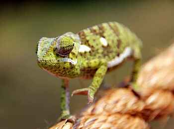 KaingU Safari Lodge: Chamäleon