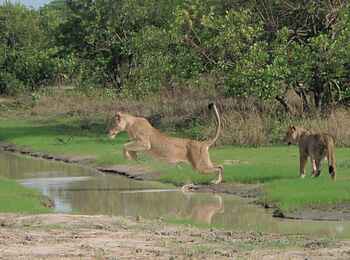 KaingU Safari Lodge: Löwe im Sprung