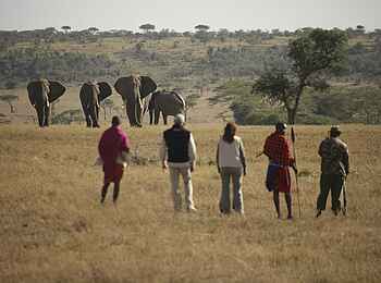 Kicheche Valley Camp: Buschwanderung mit Elefanten Kicheche Valley Camp: Buschwanderung mit Elefanten