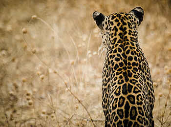 Kwihala Camp: Sitzender Leopard von hinten