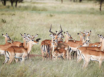 Laba Grumeti Art Lodge: Eine Impala Herde