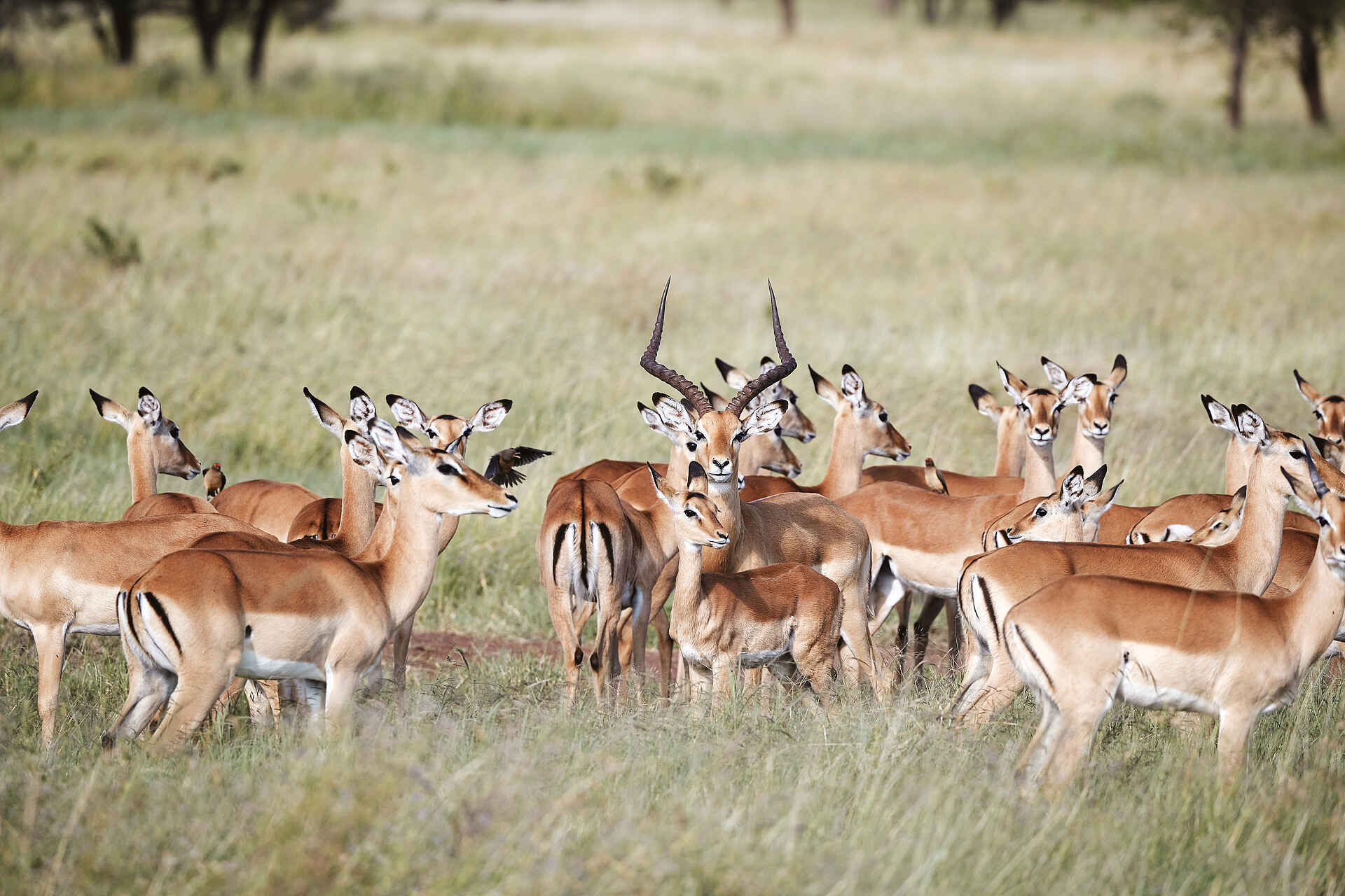 Laba Grumeti Art Lodge: Eine Impala Herde Laba Grumeti Art Lodge: Eine Impala Herde
