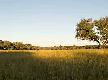 Lilayi: Savannenpanorama Lilayi: Savannenpanorama
