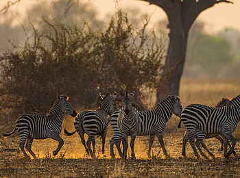 Luambe Camp: Eine Gruppe Zebras setzt sich mit scharrenden Hufen in Bewegung Luambe Camp: Eine Gruppe Zebras setzt sich mit scharrenden Hufen in Bewegung