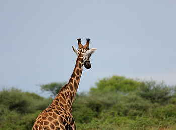 Murchison Falls National Park: Giraffe Murchison Falls National Park: Giraffe