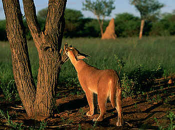Okonjima Plains Camp: Karakal schnuppert an einem Baum Okonjima Plains Camp: Karakal schnuppert an einem Baum