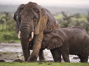 Ol Pejeta Bush Camp: Elefantenmutter mit Jungem