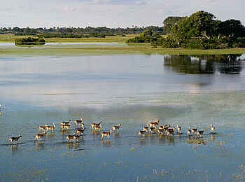 Pelo Camp: Antilopen auf einer Schwemmebene Pelo Camp: Antilopen auf einer Schwemmebene
