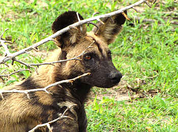 Selous Impala Camp: Gesicht des Wildhundes