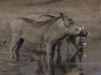 The Hide: Warzenschweine The Hide: Warzenschweine
