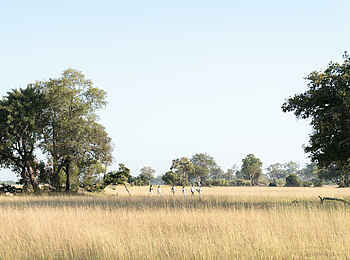 Xugana Island Lodge: Zu Fuß unterwegs