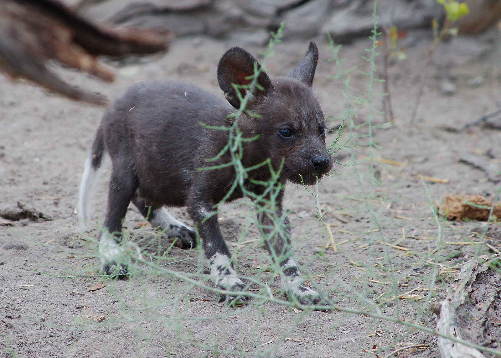 Bushman Plains Camp: Wildhundwelpe Bushman Plains Camp: Wildhundwelpe