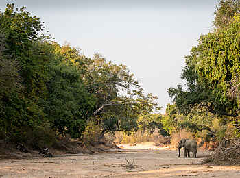 Chikwenya Camp: Elefant in einem trockenen Flussbett