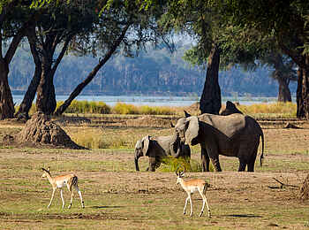 Chikwenya Camp: Elefanten und Impalas