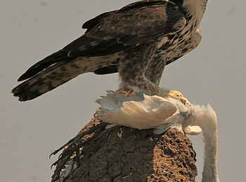 Little Vundu Camp: Martial Eagle mit Kuhreiher Little Vundu Camp: Martial Eagle mit Kuhreiher