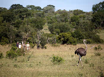 MalaMala Sable Camp: Wanderung durch den Busch