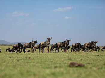 Mara Nyika Camp: Gnus in der offenen Savanne