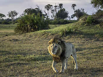 Mombo Camp: Löwen in der Landschaft Mombo Camp: Löwen in der Landschaft