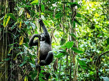 Ngaga Camp: Ein Gorilla erklimmt einen sehr dünnen Stamm