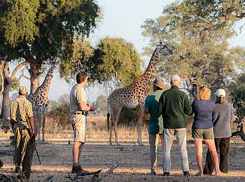 Nkonzi Bush Camp: Giraffenbegegnung Nkonzi Bush Camp: Giraffenbegegnung