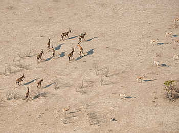 Safarihoek Lodge: Luftaufnahme von Antilopen im Park Safarihoek Lodge: Luftaufnahme von Antilopen im Park