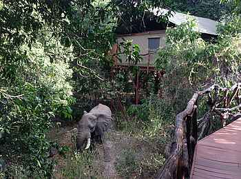 Sarara Tree: Elefant zwischen den Zelten Sarara Tree: Elefant zwischen den Zelten