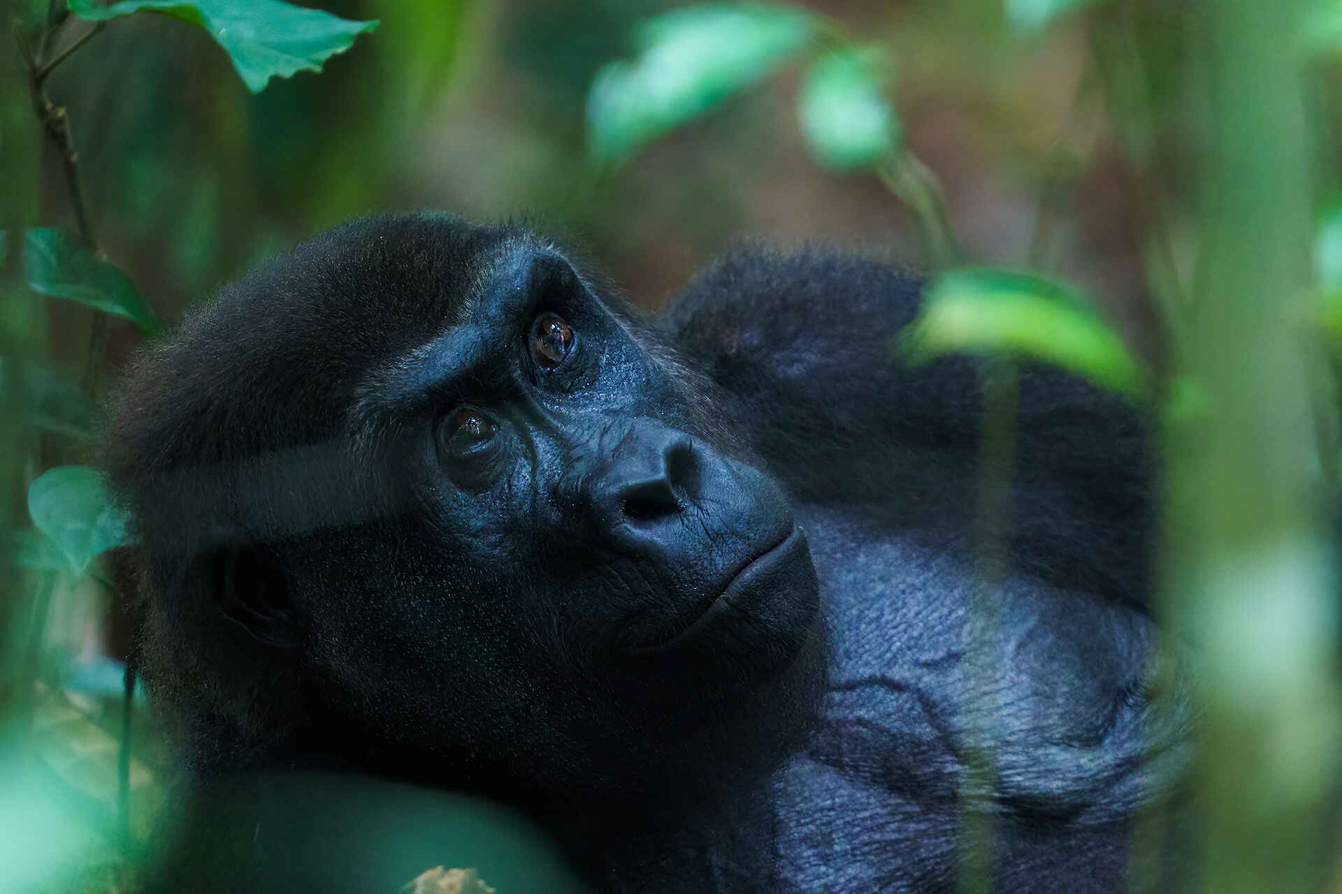 Sette Cama Eco Camp: Gorilla