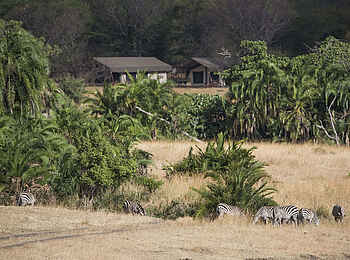 Bologonya Under Canvas: Zebras vor dem Camp