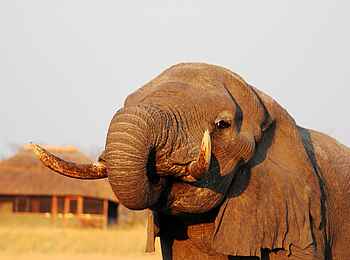 Camp Hwange: Elefant vor dem Haupthaus