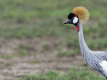 Dunia Camp: Südafrika-Kronenkranich Dunia Camp: Südafrika-Kronenkranich