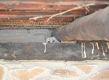 Edo's Camp: Eule Edo's Camp: Eule