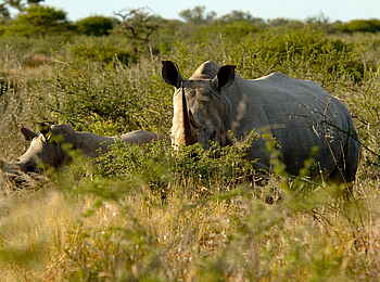 Edo's Camp: Nashörner aus der Nähe Edo's Camp: Nashörner aus der Nähe