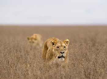 Entamanu Ngorongoro Camp: Löwen