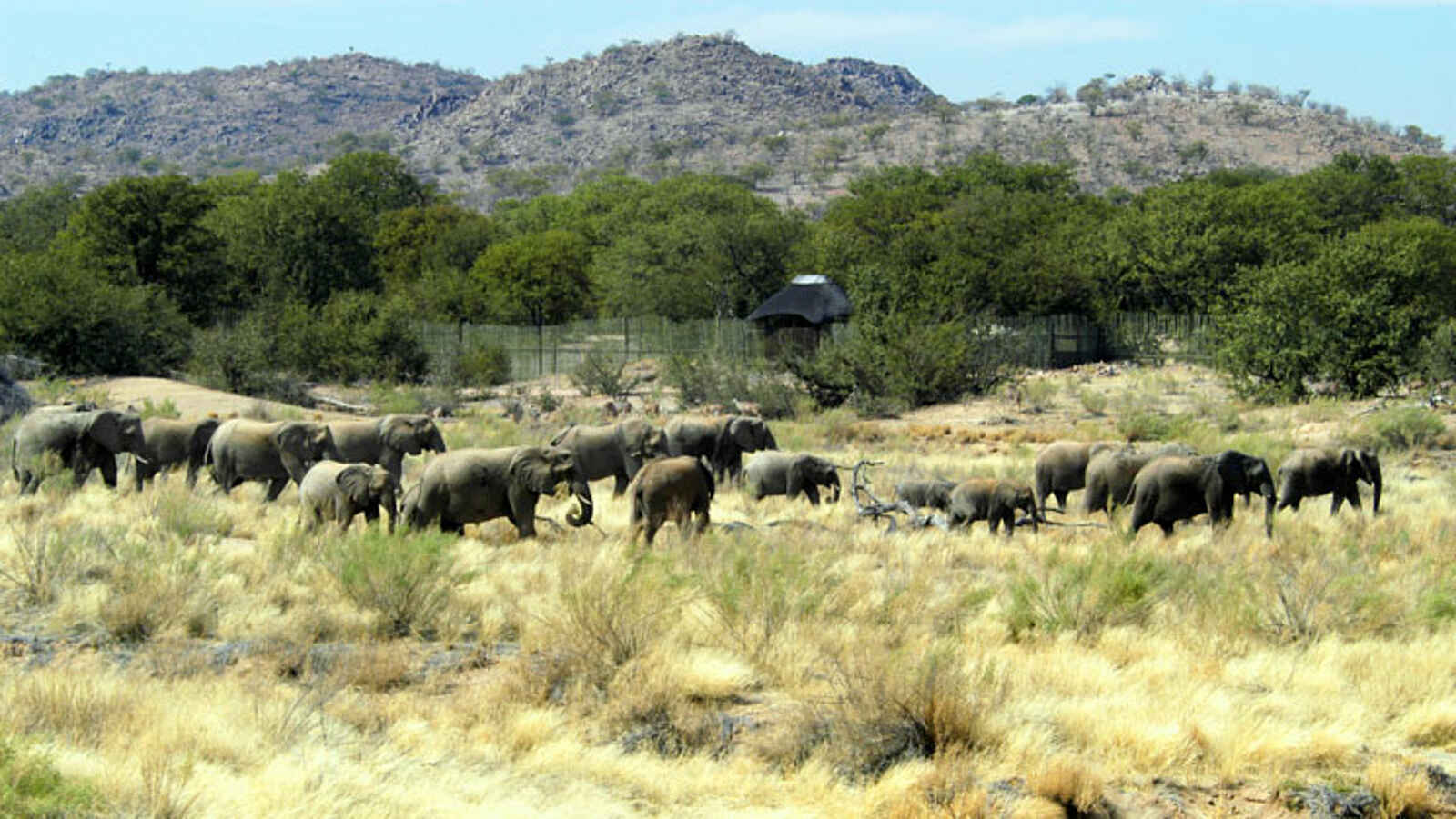 Hobatere Lodge: Elefantenherde Hobatere Lodge: Elefantenherde