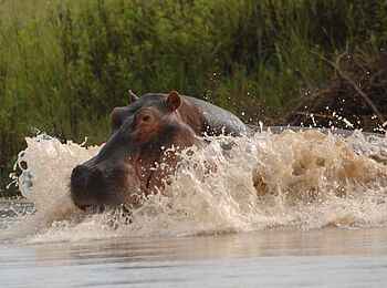 Kafunta River Lodge: Schäumendes Nilpferd