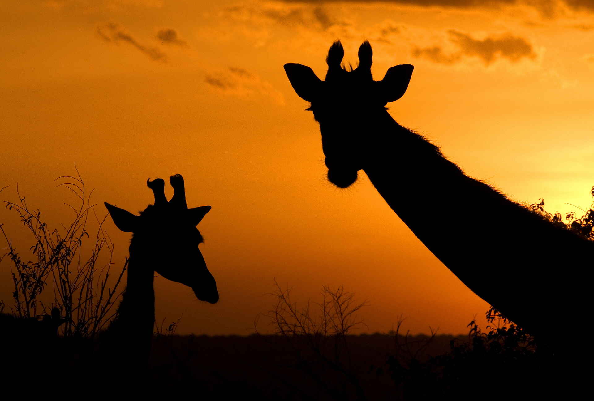 Karen Blixen Camp: Giraffen im Sonnenuntergang Karen Blixen Camp: Giraffen im Sonnenuntergang