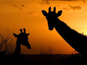 Karen Blixen Camp: Giraffen im Sonnenuntergang Karen Blixen Camp: Giraffen im Sonnenuntergang