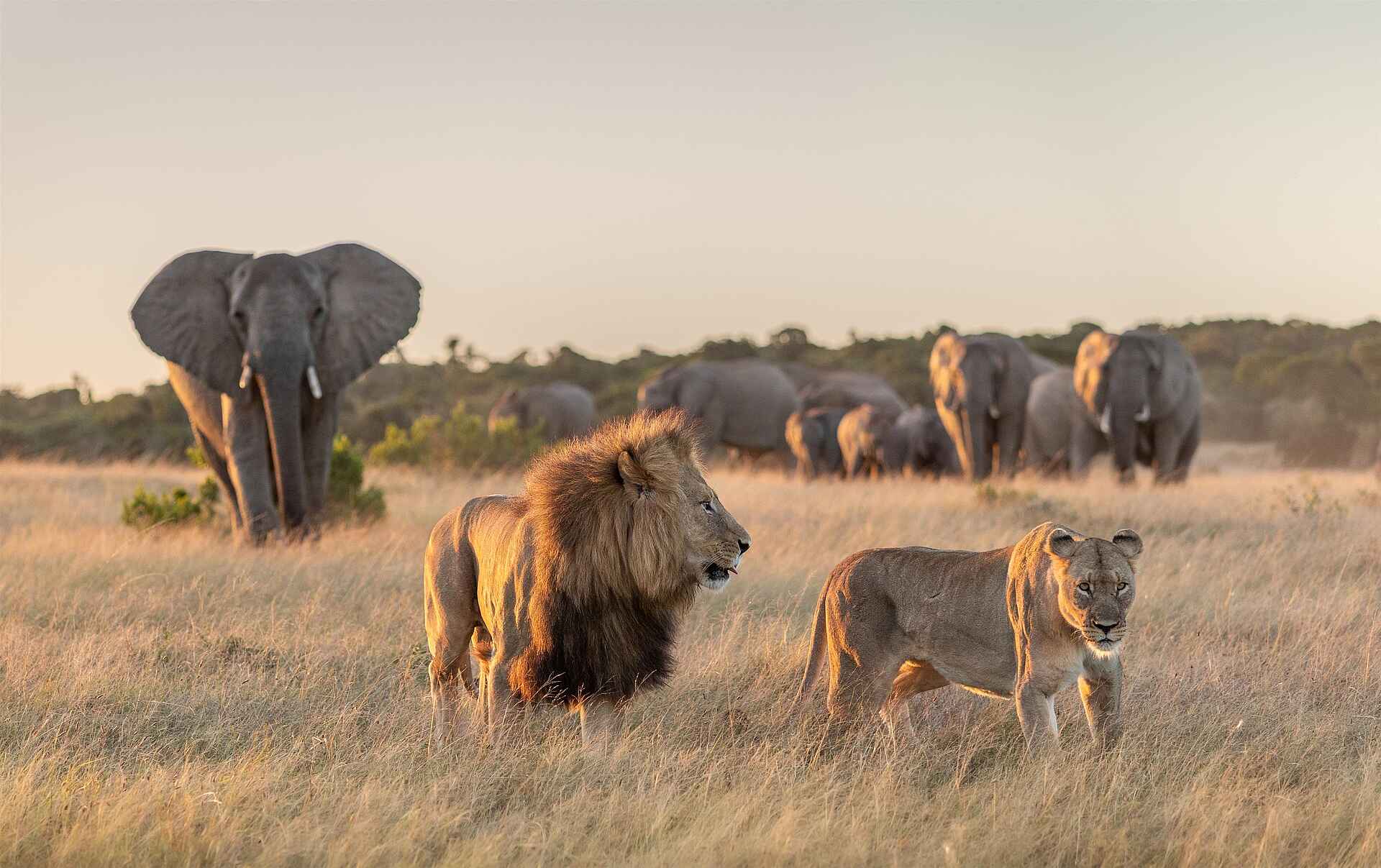 Kariega Ukhozi Lodge: Elefanten und Löwen Kariega Ukhozi Lodge: Elefanten und Löwen