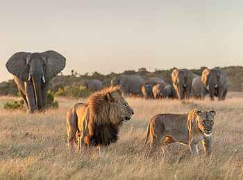 Kariega Ukhozi Lodge: Elefanten und Löwen Kariega Ukhozi Lodge: Elefanten und Löwen