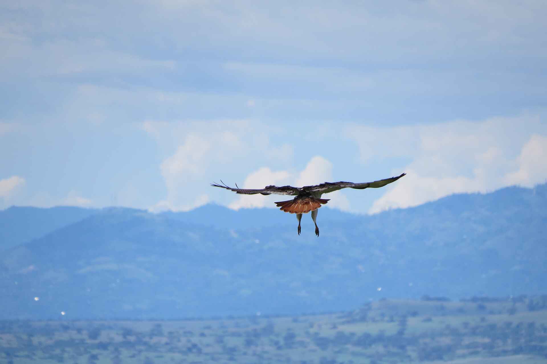 Katara Lodge: Vogel im Anflug