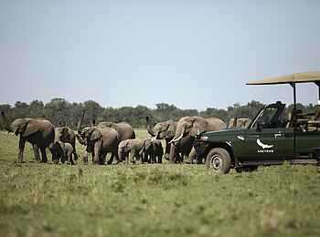 Kichwa Tembo Tented Camp: Elefantengruppe am Safarifahrzeug Kichwa Tembo Tented Camp: Elefantengruppe am Safarifahrzeug