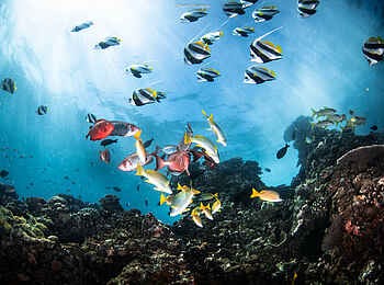 Kisawa Sanctuary: Faszinierende Unterwasserwelt