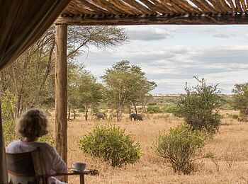Kuro Tarangire: Elefant im Vorgarten Kuro Tarangire: Elefant im Vorgarten