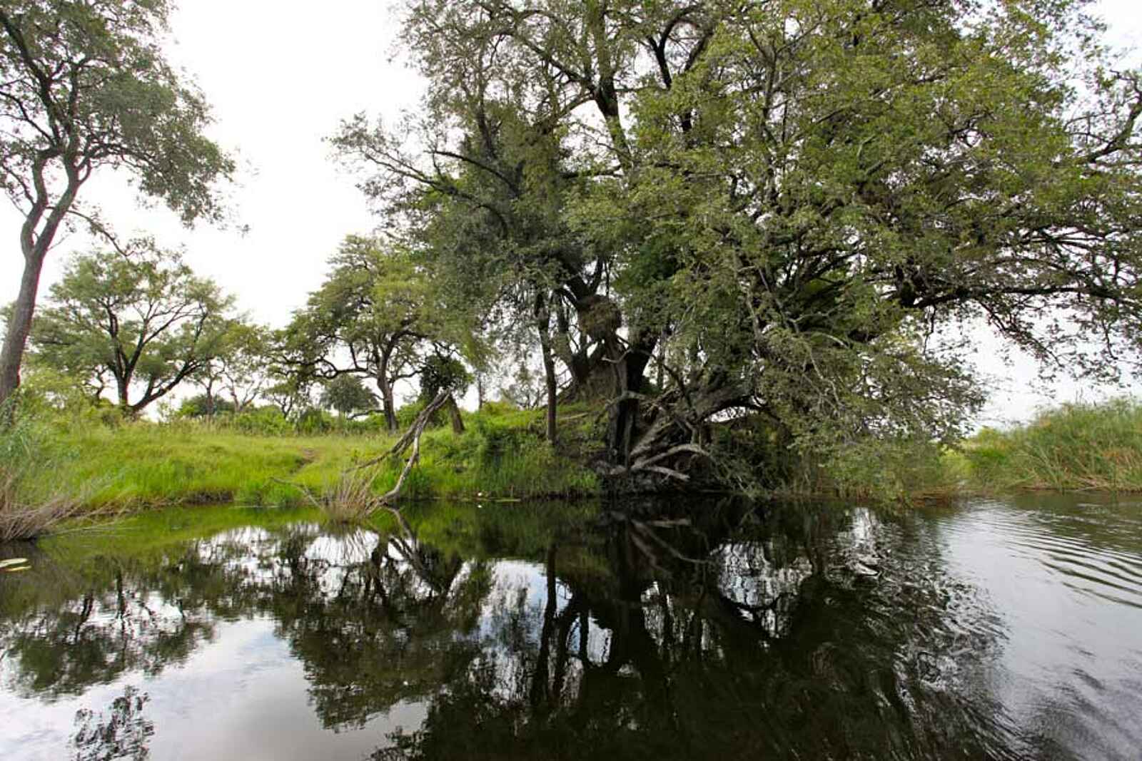 Lianshulu Lodge: Verwachsener Baum Lianshulu Lodge: Verwachsener Baum