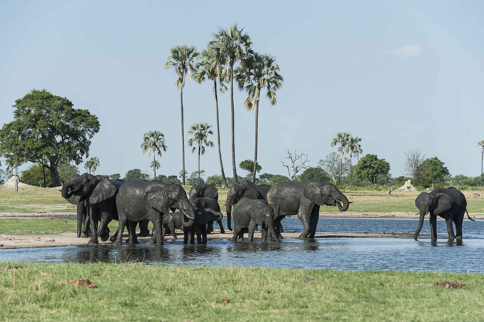 Linkwasha Camp: Badende Elefanten Linkwasha Camp: Badende Elefanten