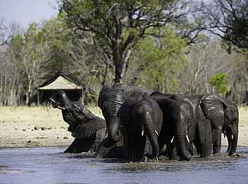 Little Makalolo Camp: Schlammbad vor dem Camp Little Makalolo Camp: Schlammbad vor dem Camp