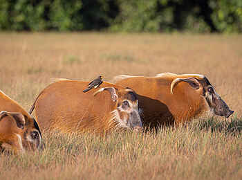 Loango Savannah Camp: Schweine