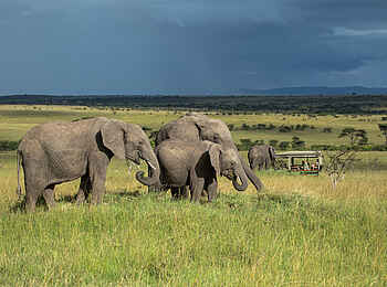 Mara Expedition Camp: Elefantenbegegnung