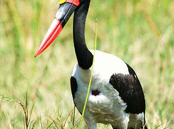 Miyala Camp: Große Vogelvielfalt Miyala Camp: Große Vogelvielfalt