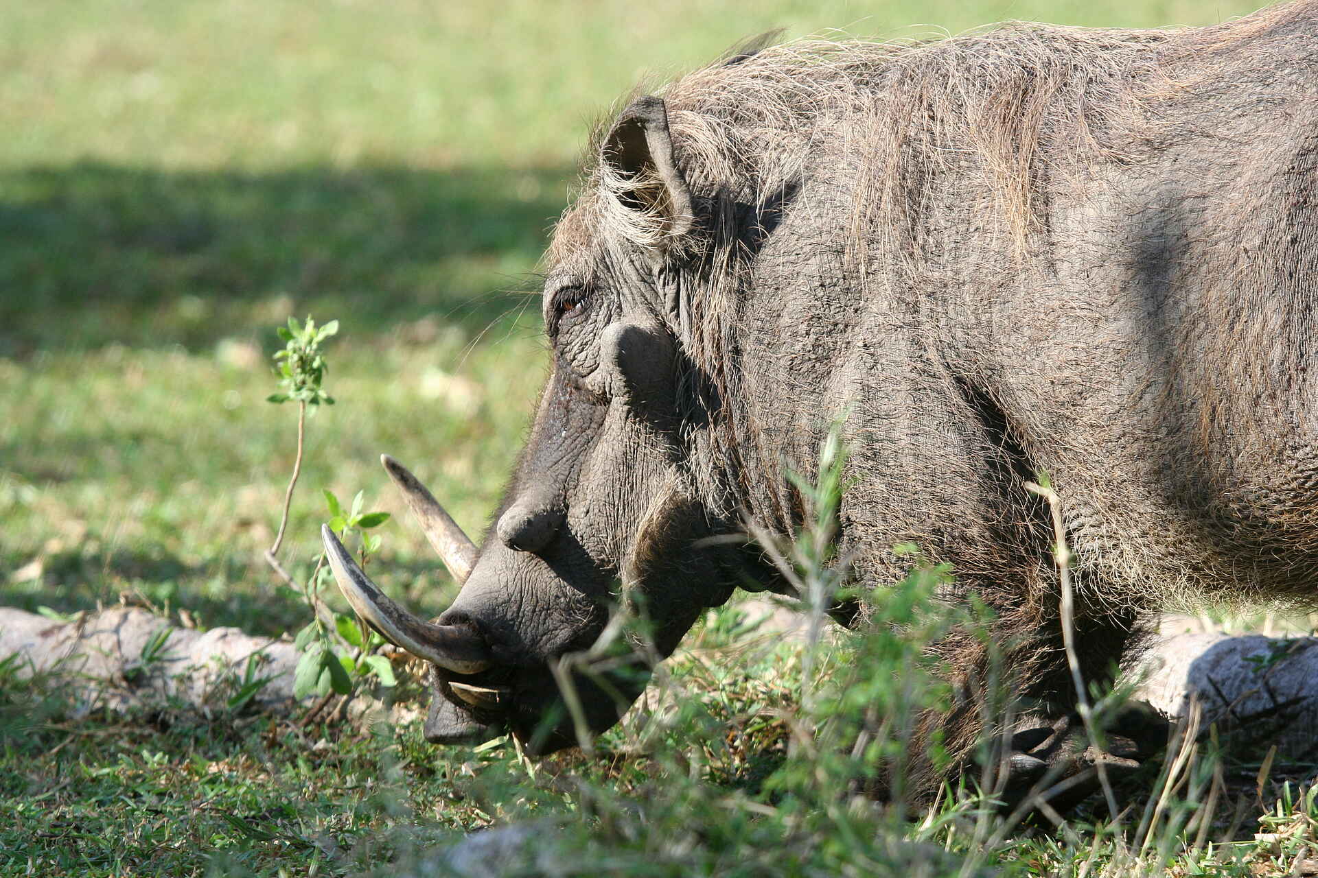 Miyala Camp: Warzenschwein africa, afrika, Architekt, blantyre, buchen, buchung, Chikalogwe, Chikalogwe Plains, Chikalogwe-Ebene, Chikalogwe-Ebenen, Chiunguni Hill, elefant, Liwonde, Liwonde National Park, Liwonde Nationalpark, Luxus, malawi, Miyala, Miyala Camp, nashorn, Neil Rocher, reise, reisen, Robin Pope, Robin Pope safaris, safari, Shire, shire river, south-eastern malawi, southern africa, spitzmaulnashorn, südliches afrika, südost-malawi, urlaub, fauna, pflanzenfresser, säuger, tiere, warzenschwein